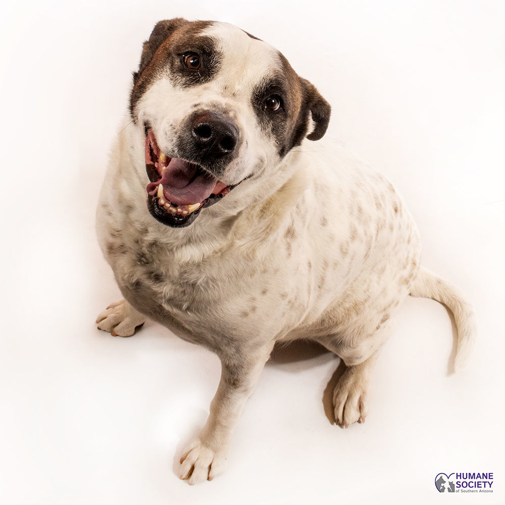 Adopt a friend: Wyatt